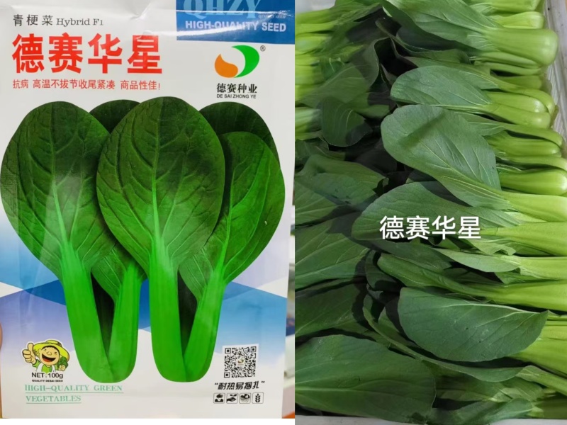 德高夏龙7号青梗菜七号种子耐热青梗菜耐热青菜抗病耐雨