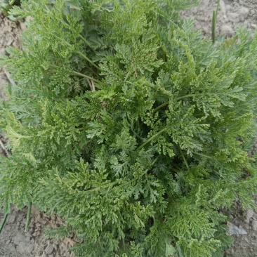 青蒿大量
