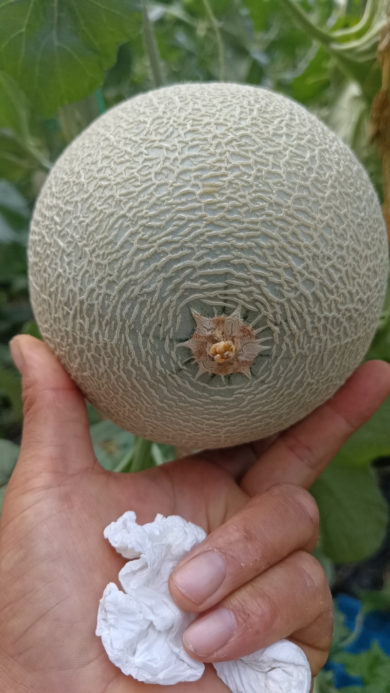 山东网纹瓜哈密瓜产地直发