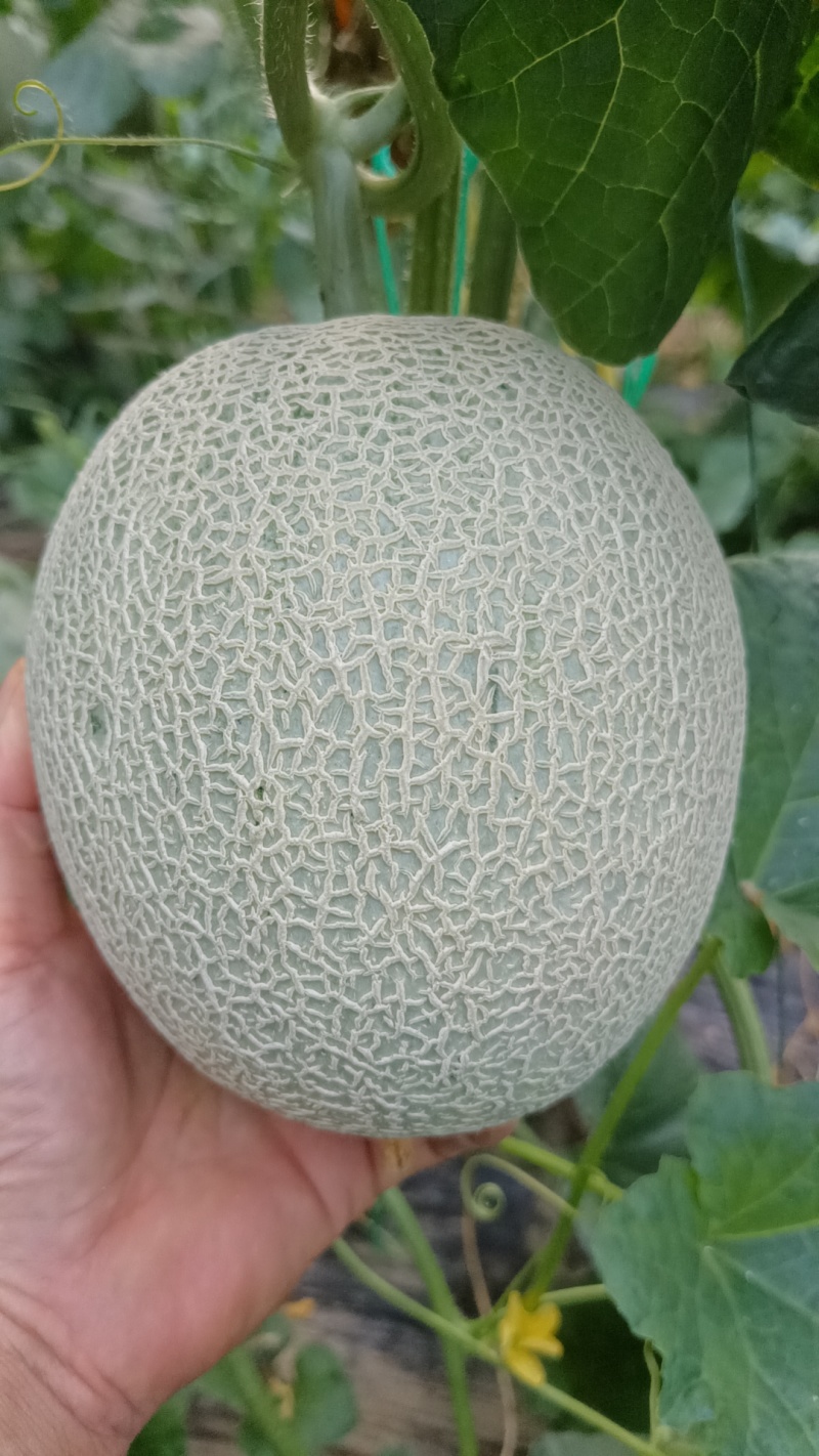 山东网纹瓜哈密瓜产地直发