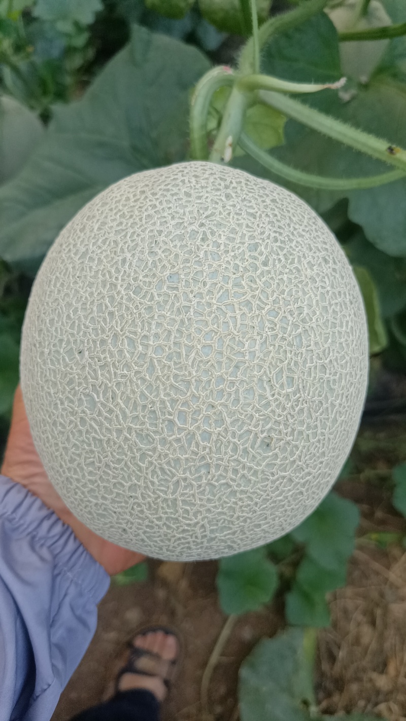 山东网纹瓜哈密瓜产地直发