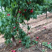 中油16已大量上市，需要的老板速联系我！