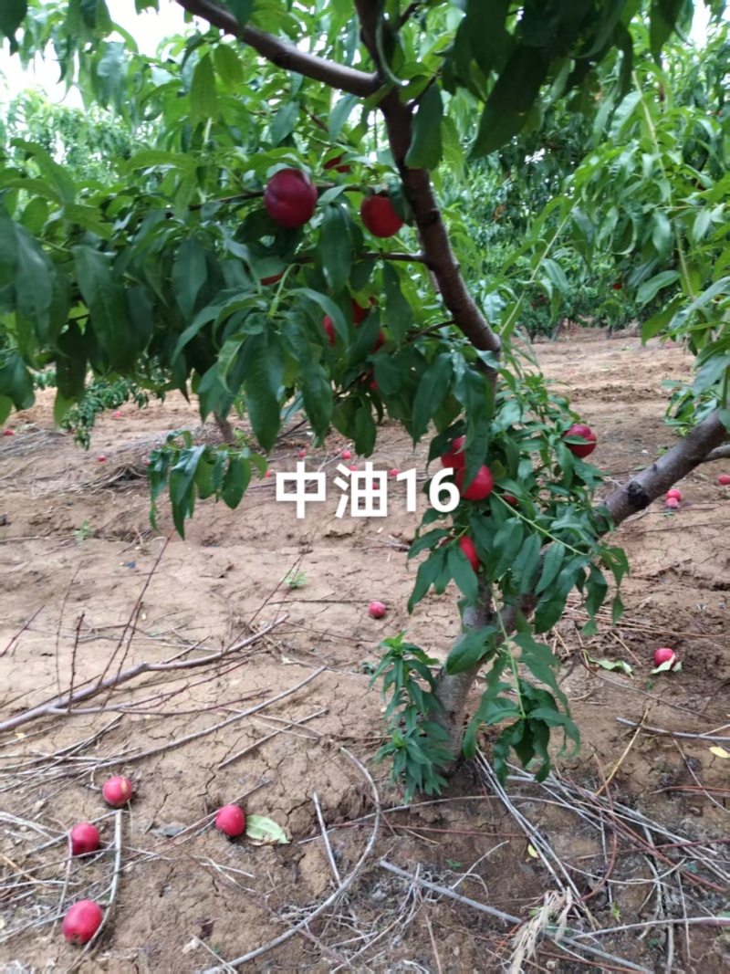 中油16已大量上市，需要的老板速联系我！