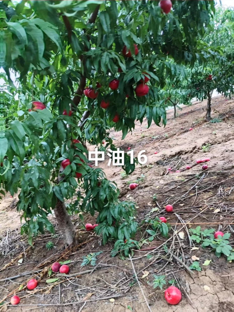 中油16已大量上市，需要的老板速联系我！