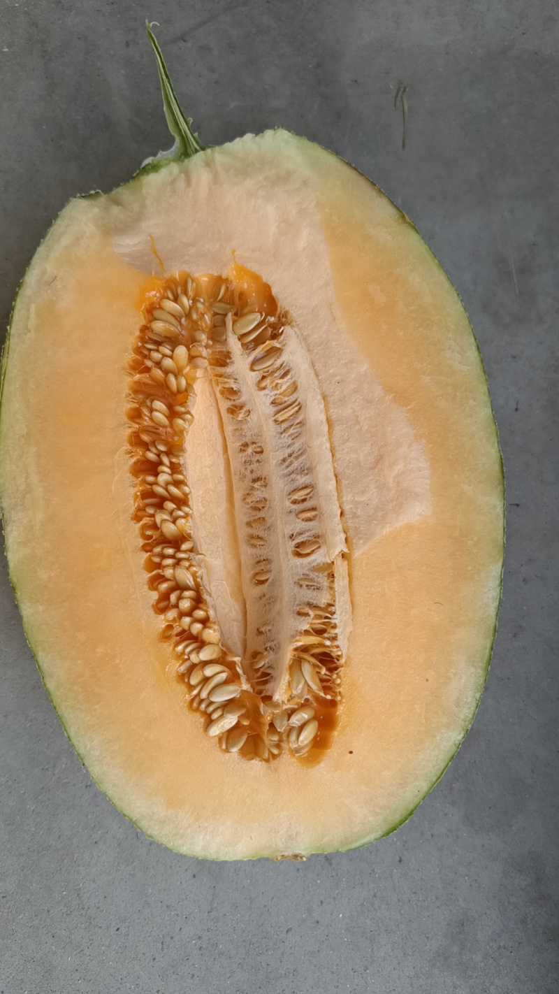 山东西州蜜25号小蜜25哈密瓜产地直发口味一级质量保障