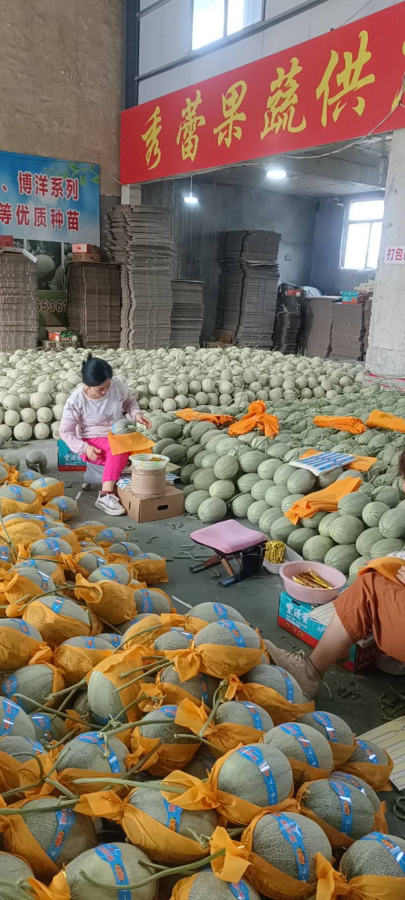 山东西州蜜25号小蜜25哈密瓜产地直发口味一级质量保障
