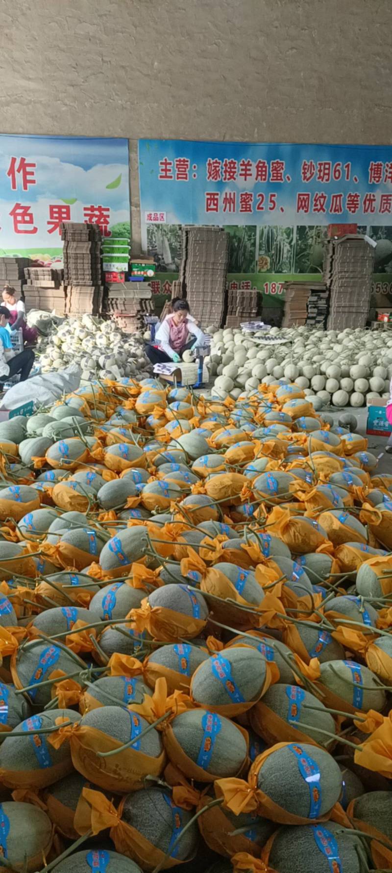 山东西州蜜25号小蜜25哈密瓜产地直发口味一级质量保障
