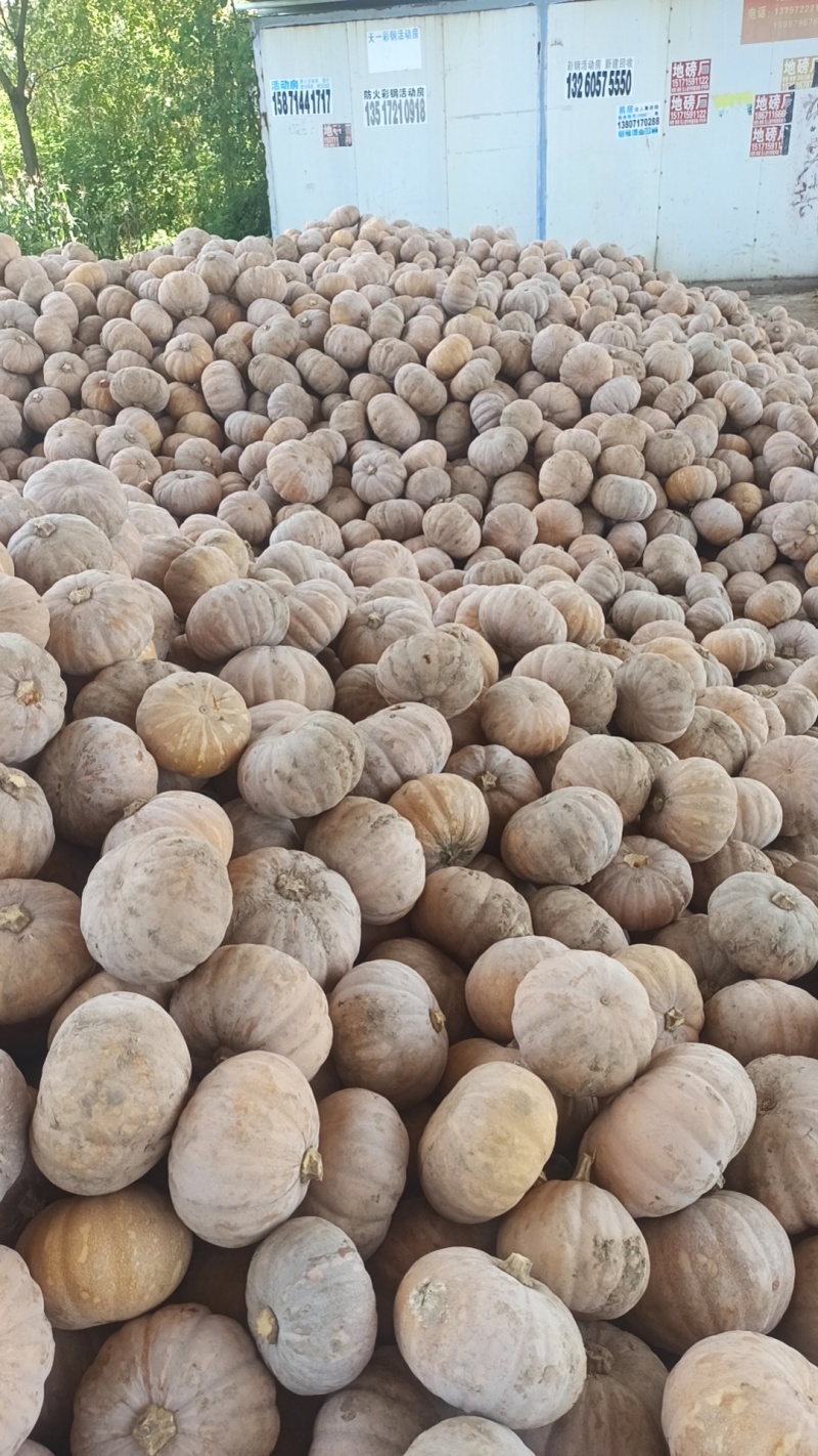 湖北盘龙南瓜盘龙204板栗南瓜磨盘南瓜基地直发
