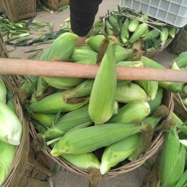 小白糯