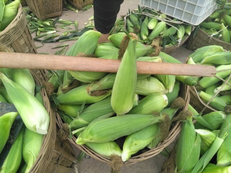 小白糯