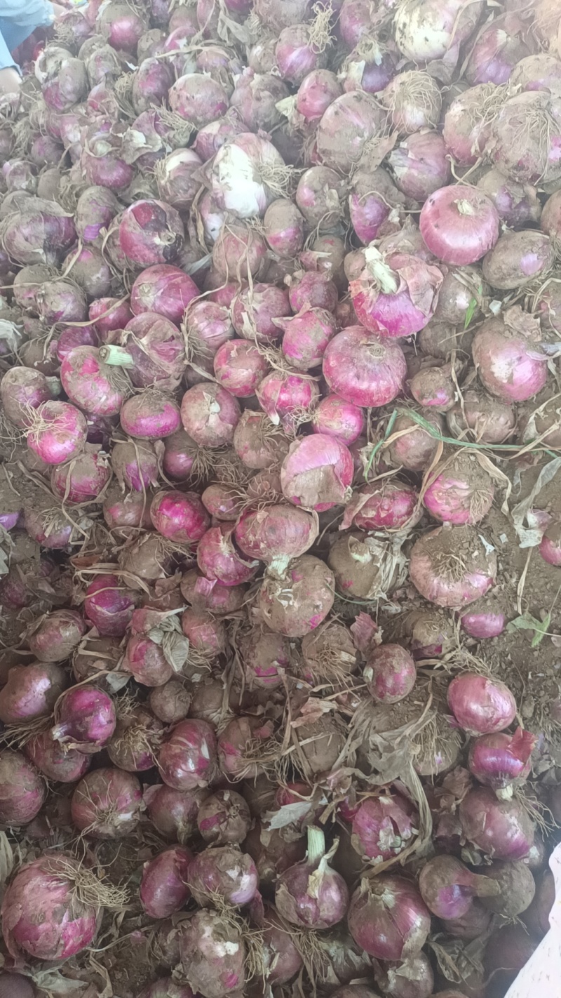 定州二红葱头大量上市价格优惠量大从优，储存货，出口货