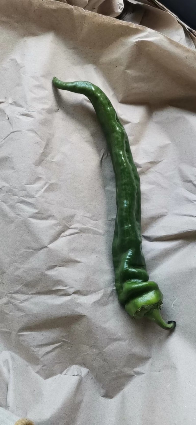 精品大棚螺丝椒质量好精品大棚螺丝椒质量好精品大棚螺丝