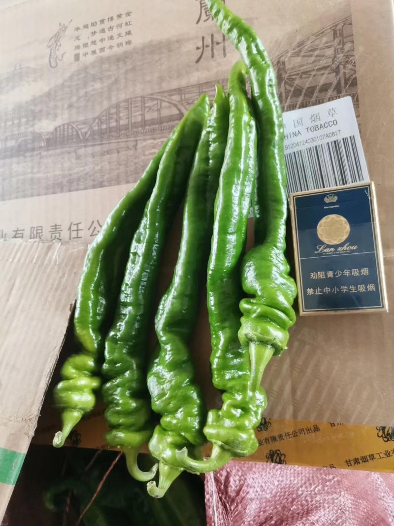 精品大棚螺丝椒质量好精品大棚螺丝椒质量好精品大棚螺丝