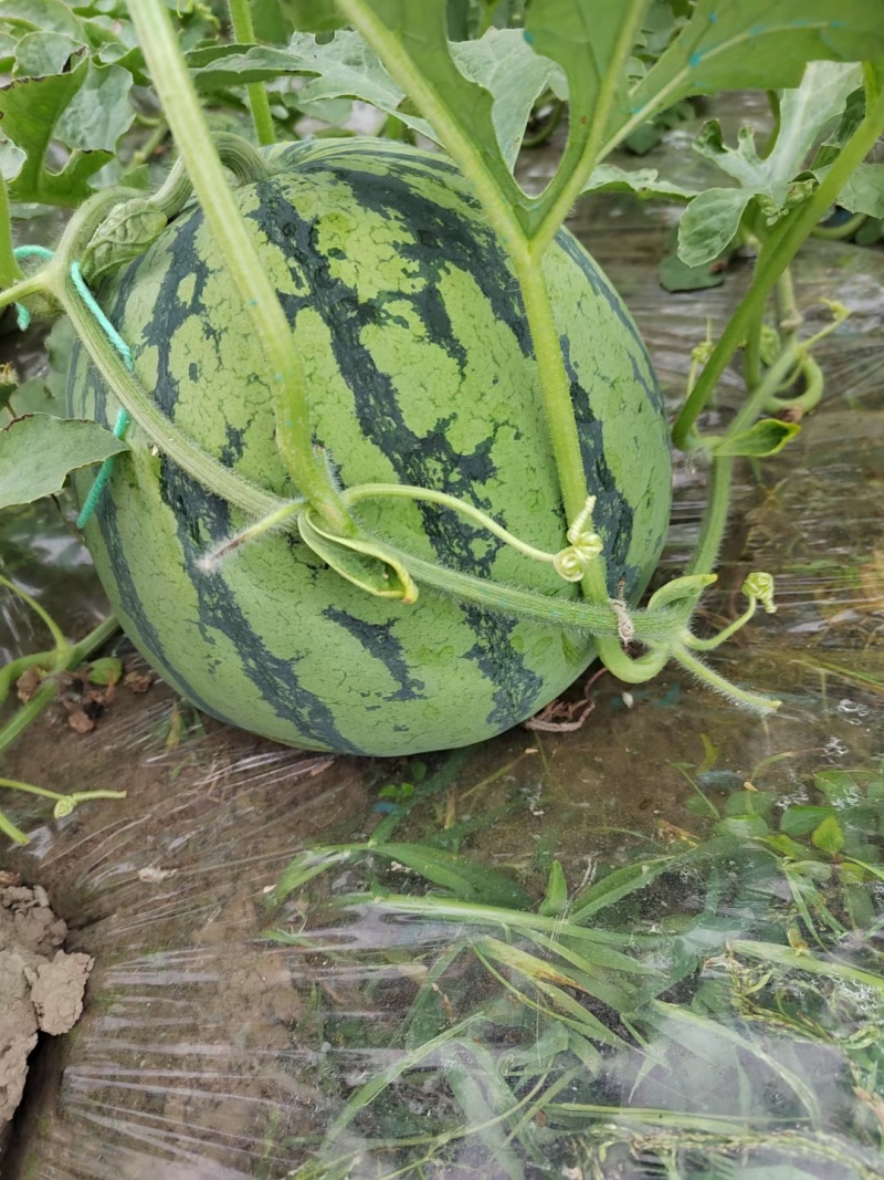 慈溪本地咸碱地8424西瓜