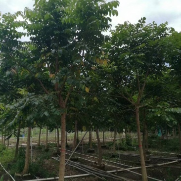 火焰木10-11分火焰木火焰木基地直供量大价格优惠