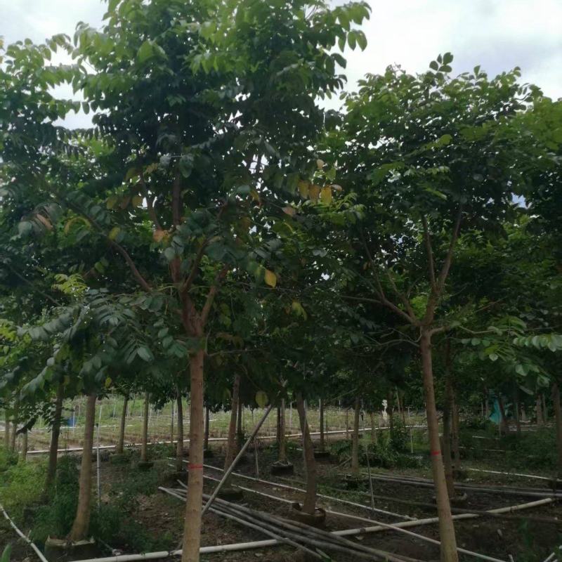 火焰木10-11分火焰木火焰木基地直供量大价格优惠