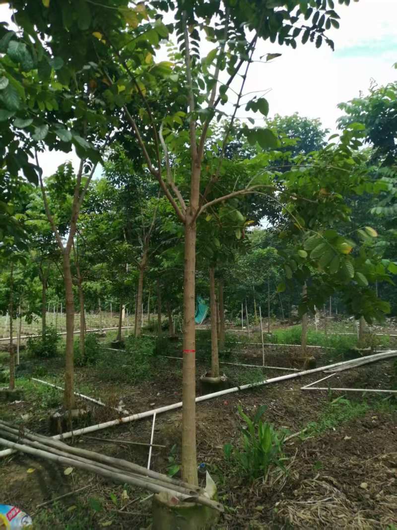 火焰木10-11分火焰木火焰木基地直供量大价格优惠
