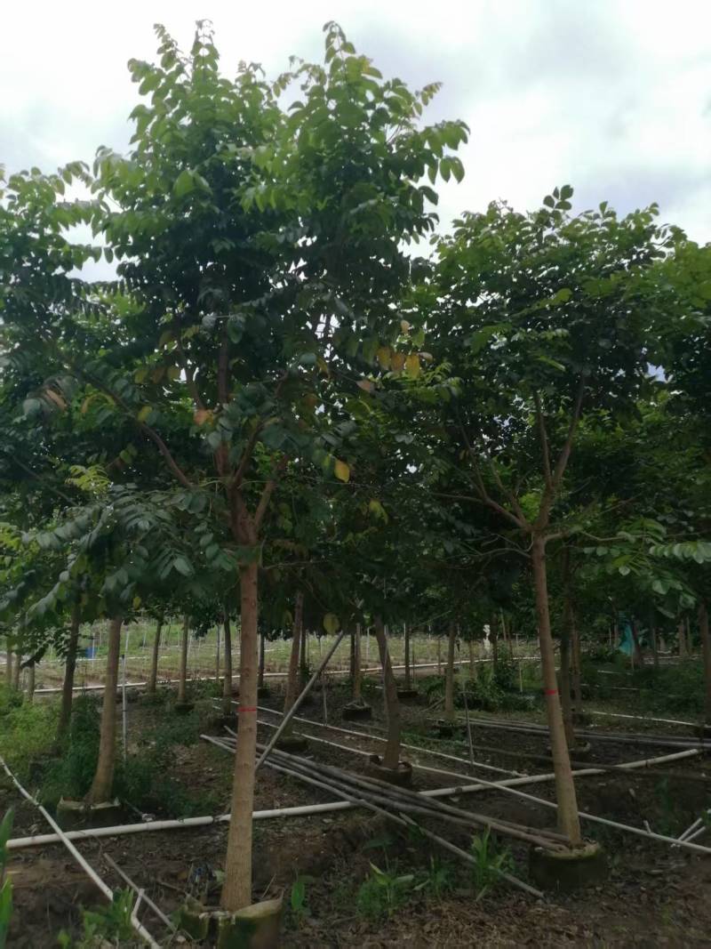 火焰木10-11分火焰木火焰木基地直供量大价格优惠