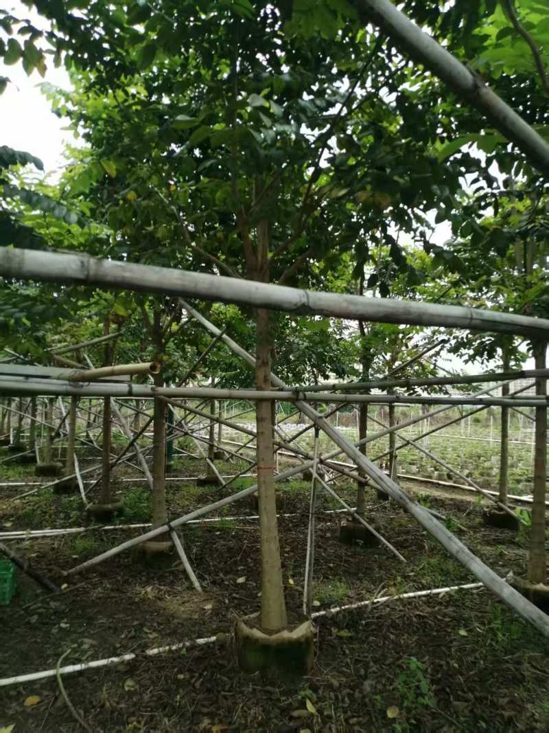 火焰木10-11分火焰木火焰木基地直供量大价格优惠