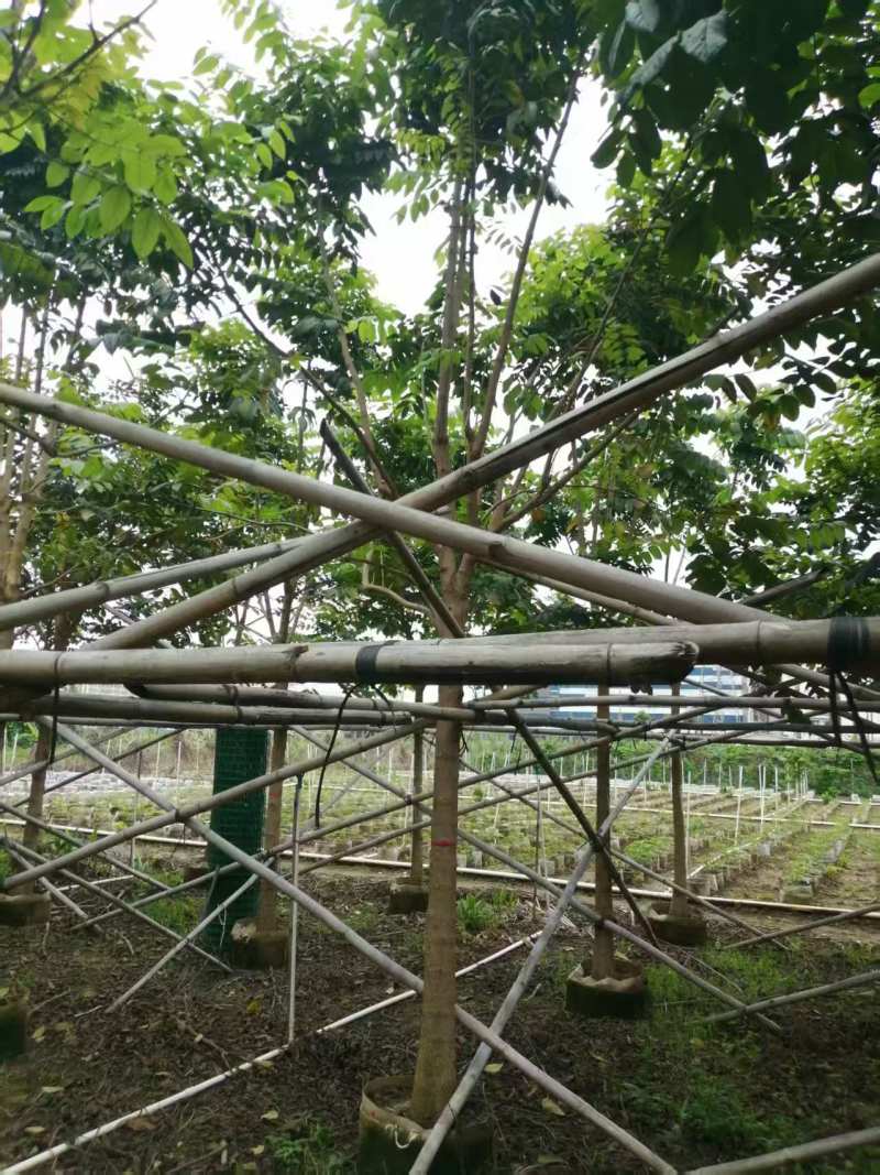 火焰木10-11分火焰木火焰木基地直供量大价格优惠