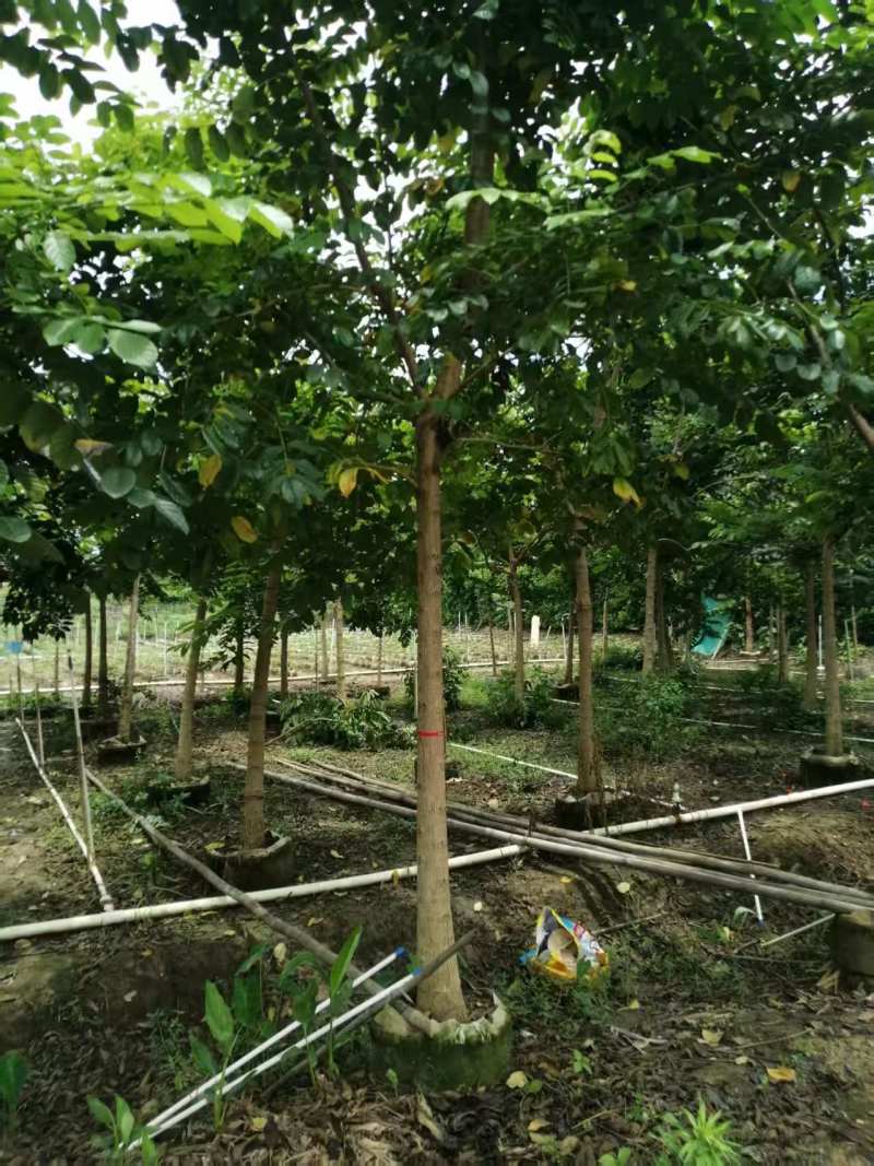 火焰木10-11分火焰木火焰木基地直供量大价格优惠
