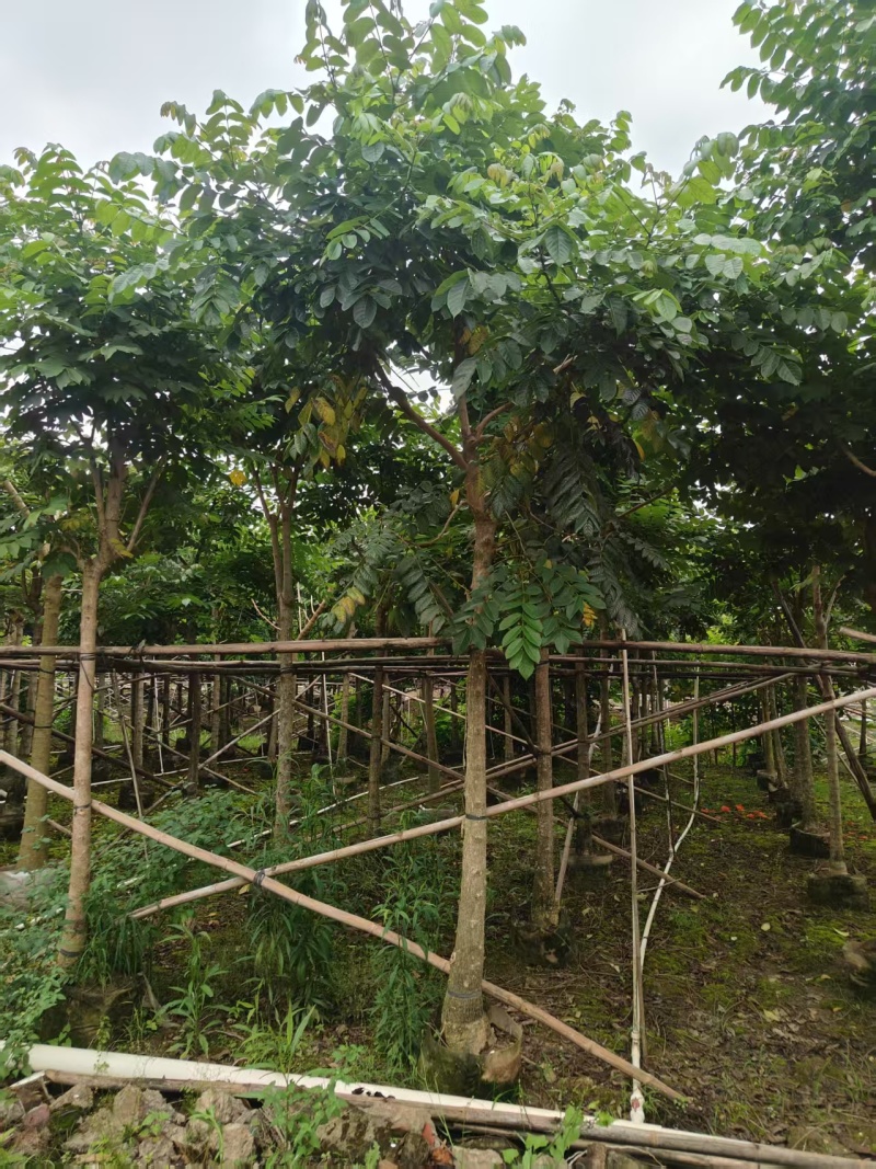 火焰木10-11分火焰木火焰木基地直供量大价格优惠