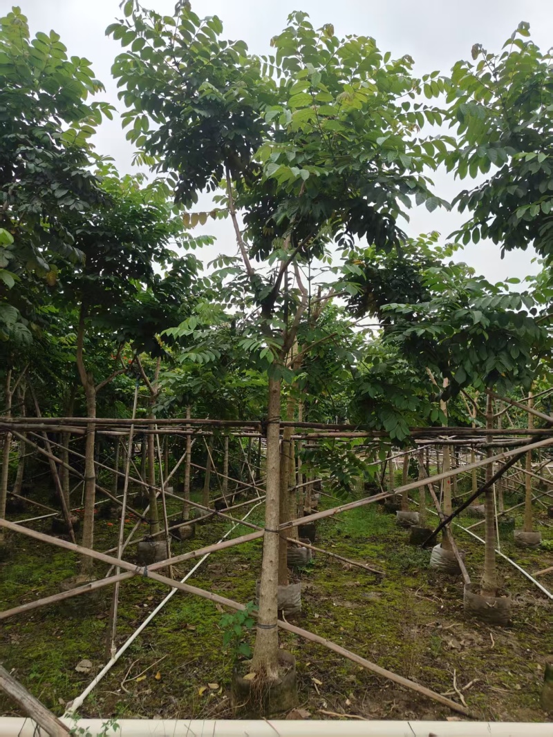 火焰木10-11分火焰木火焰木基地直供量大价格优惠