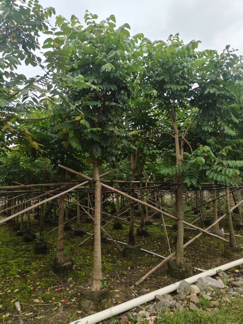 火焰木10-11分火焰木火焰木基地直供量大价格优惠