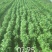 罗勒叶