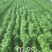 罗勒叶