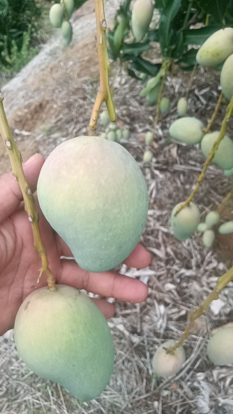 云南热带芒果大量上市