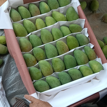 云南热带芒果大量上市