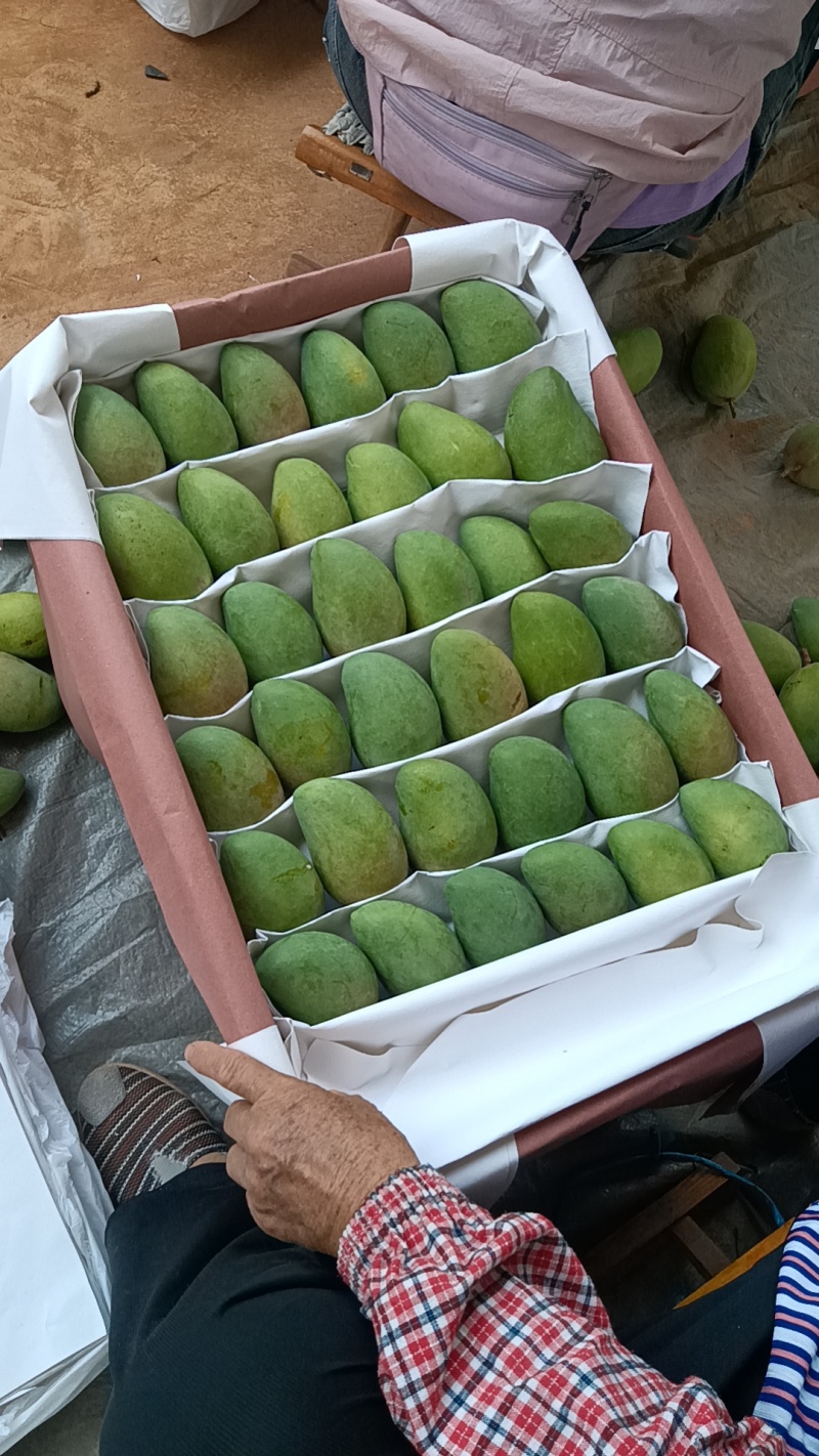 云南热带芒果大量上市