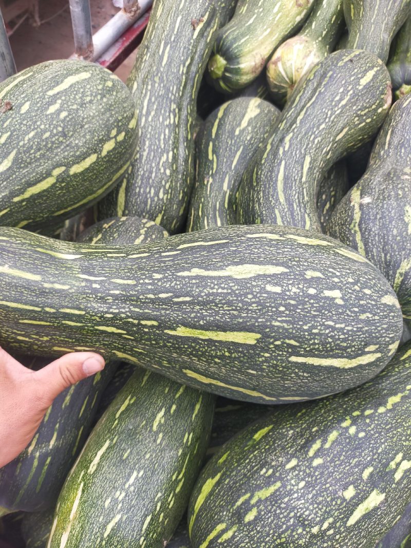 青南瓜大量有货，质量好，可供加工厂油炸，切块，