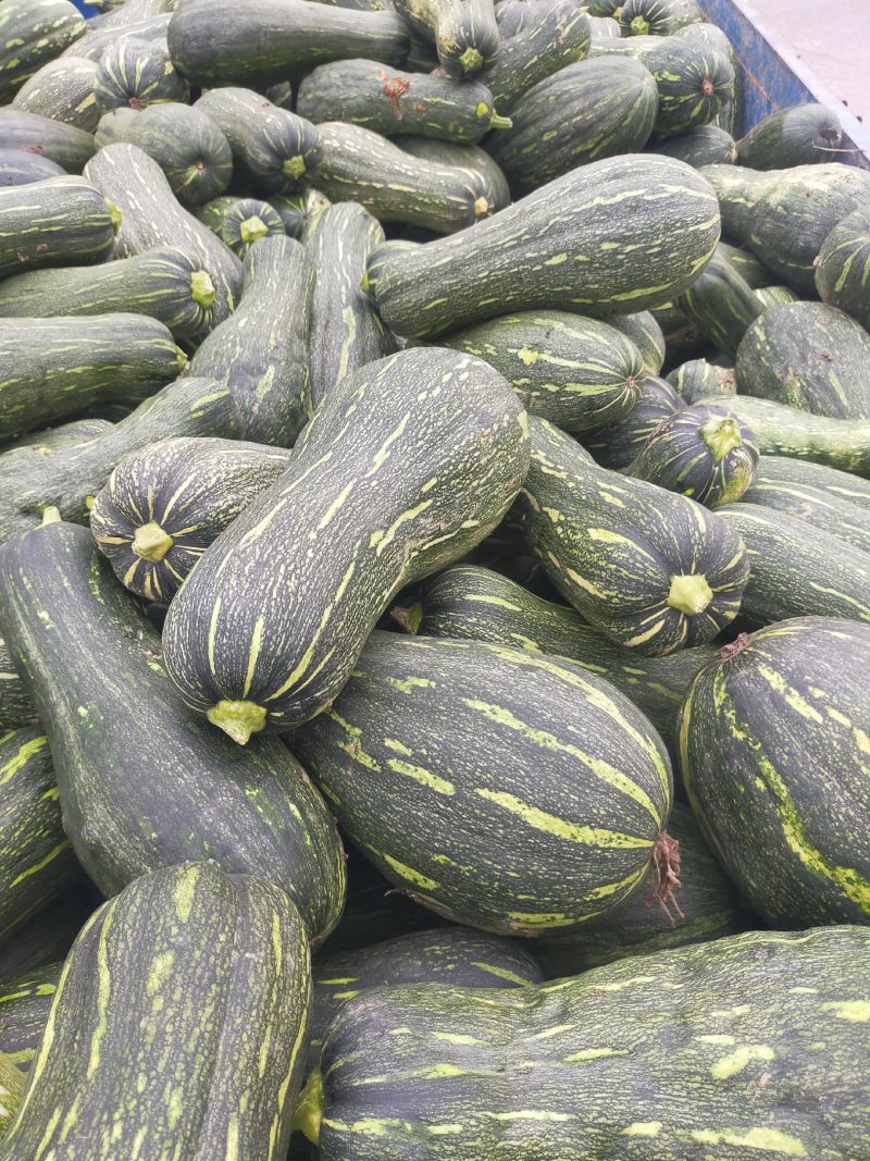 青南瓜大量有货，质量好，可供加工厂油炸，切块，