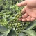 2025年新鲜九叶青花椒现摘现发