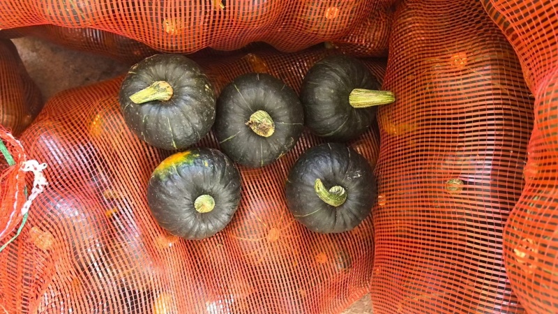 四川正宗贝贝南瓜，粉糯香甜，面粉级别，大量供应，货源充足