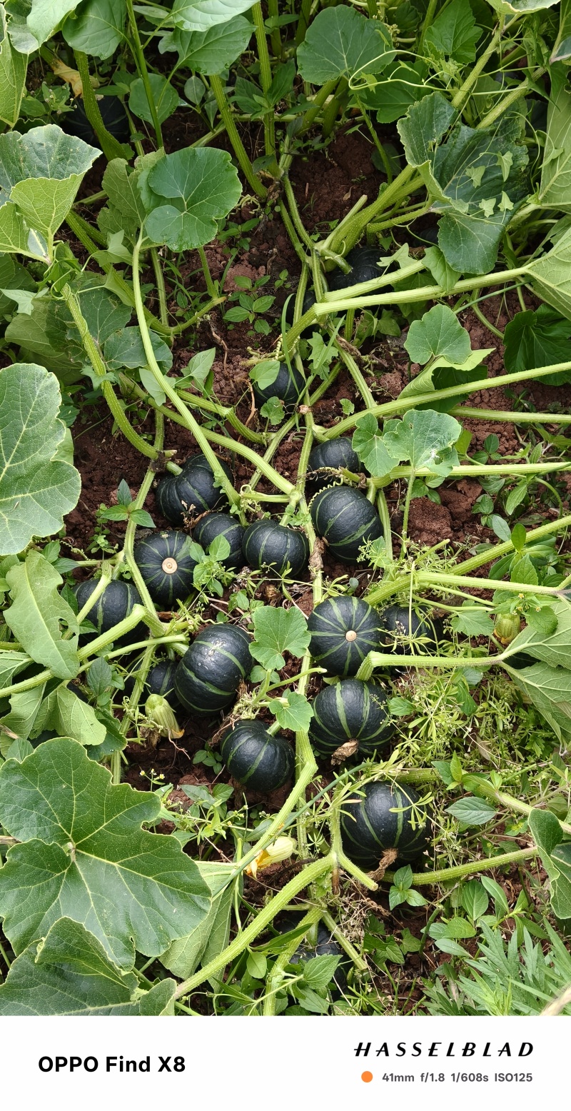 四川正宗贝贝南瓜，粉糯香甜，面粉级别，大量供应，货源充足