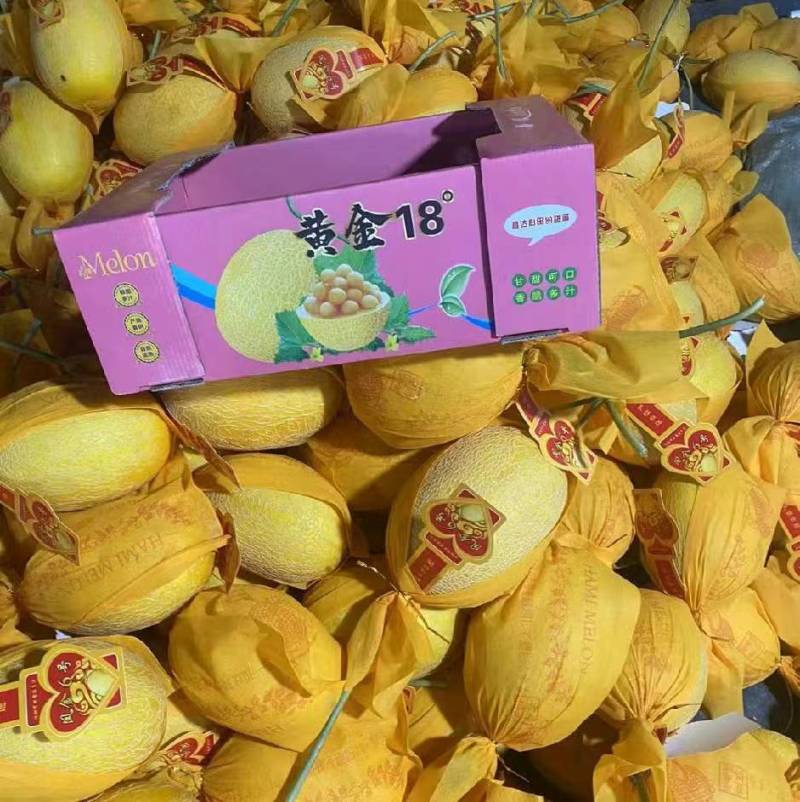 山东产地直发，黄金蜜瓜