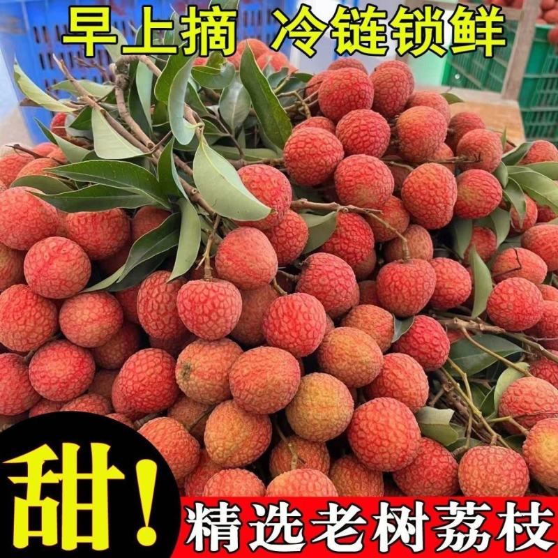 130初恋甜妹.84黑叶荔.95桂味*9558这里不能下