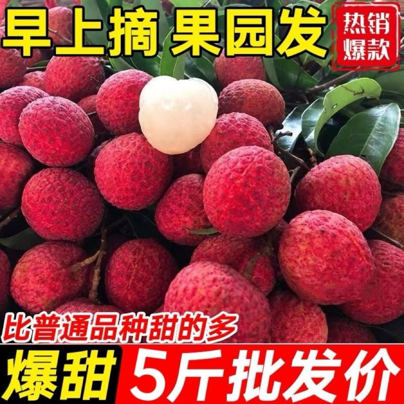 130初恋甜妹.84黑叶荔.95桂味*9558这里不能下