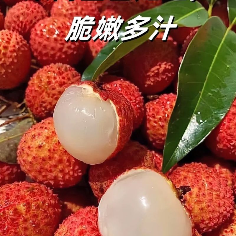 130初恋甜妹.84黑叶荔.95桂味*9558这里不能下