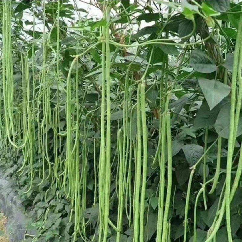 陕西豇豆青条青条豆角产地现摘现发欢迎来电咨询