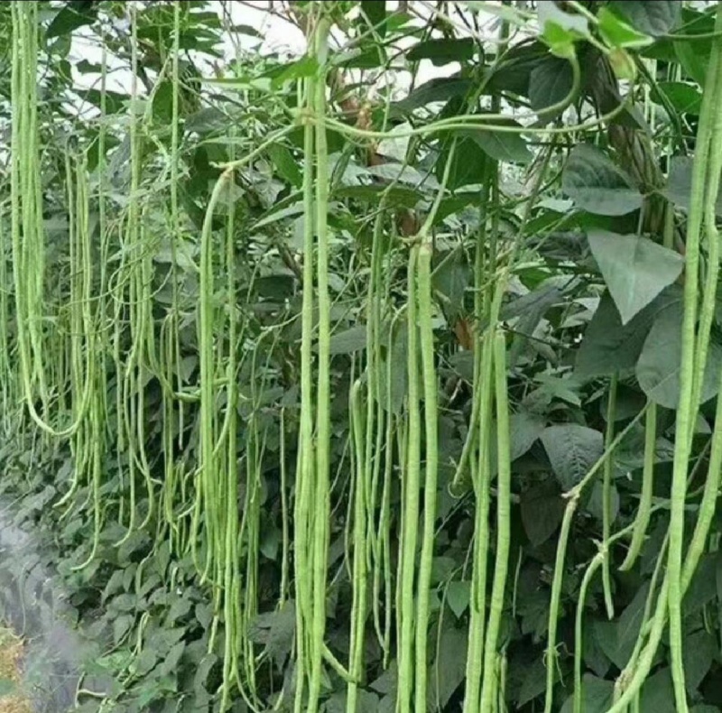 陕西豇豆青条青条豆角产地现摘现发欢迎来电咨询