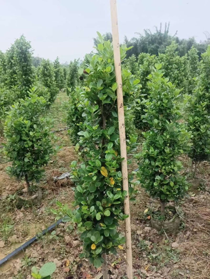 火山榕1.5米