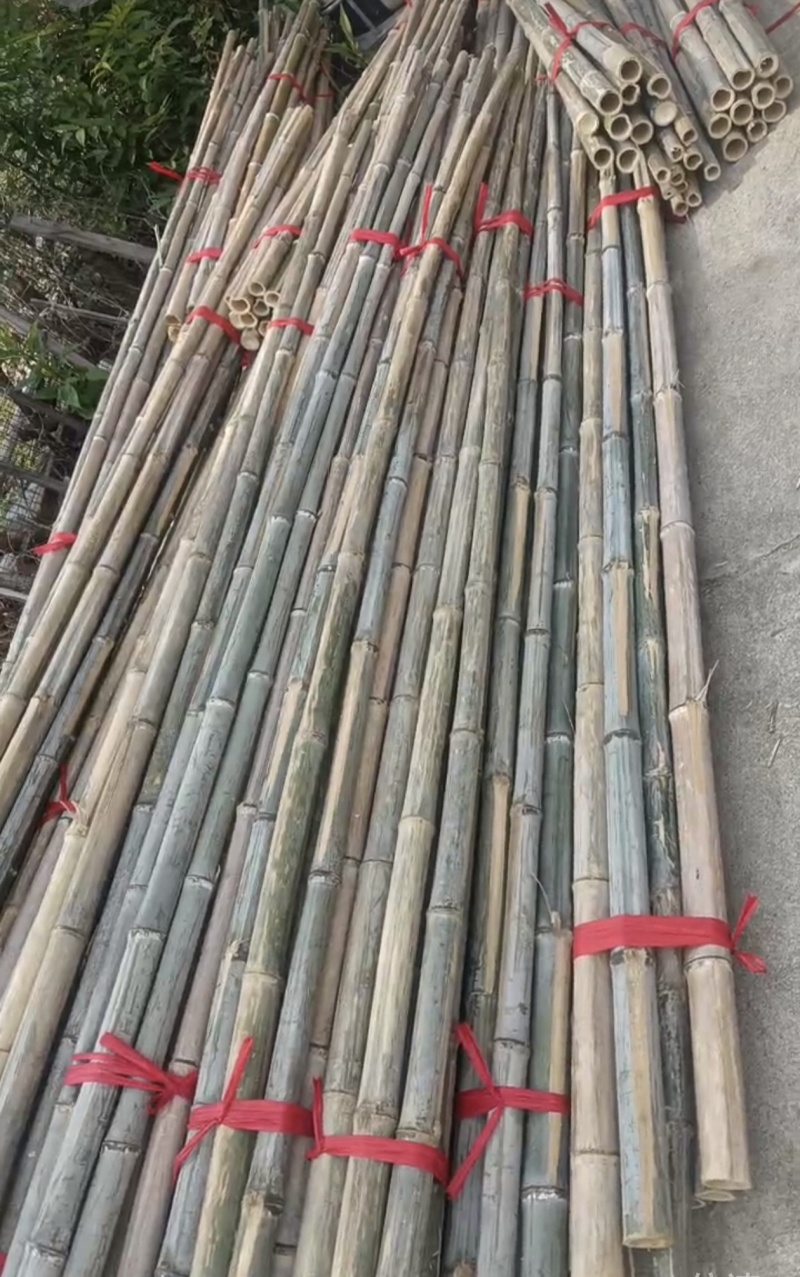 楠竹尾，大别山区毛竹尾