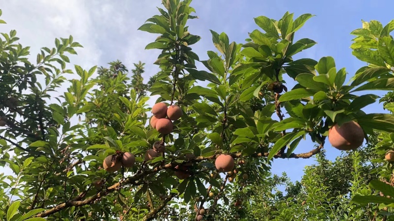 嵊州特产羲之桃形李脆甜多汁红心李子酸甜可口每年7月5号左