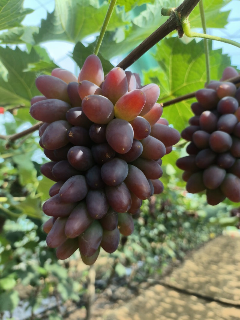 精品茉莉香葡萄大量上市需要老板抓紧时间采购