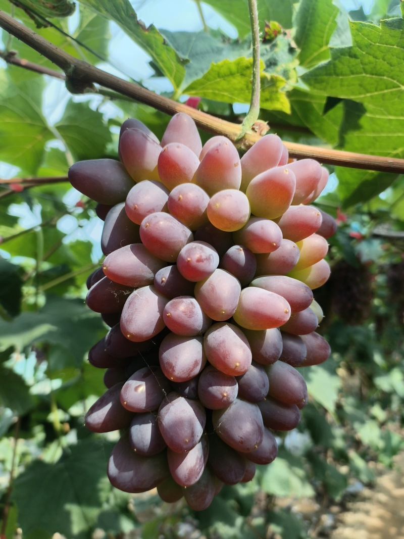 精品茉莉香葡萄大量上市需要老板抓紧时间采购