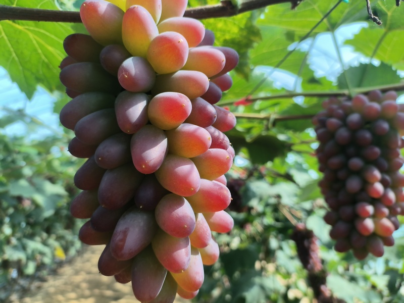 精品茉莉香葡萄大量上市需要老板抓紧时间采购